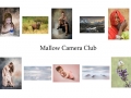 3rd Colour Panel - Mallow Camera Club